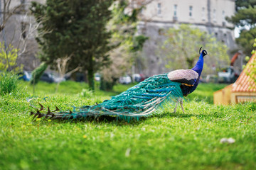 Fototapeta premium Beautiful male peacock on green grass.