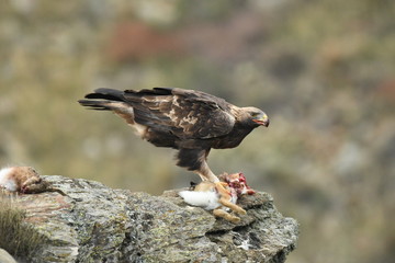 Aguila real adulta en la sierra abulense. España