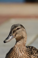 Duck Ente Tier Portrait Federkleid Heimisch Wasservögel Vogel Schnabel Augen Detail Tele Wildlife Natur Fauna Meer Ostsee