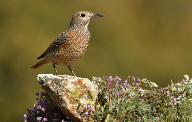 Hembra de roquero rojo en el campo