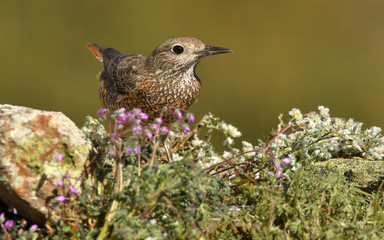 Hembra de roquero rojo en el campo