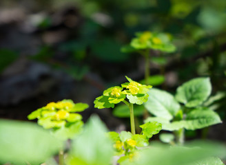 Young plants and leaves in the spring forest