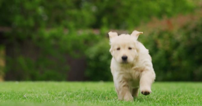 Slow motion of a playful puppy of Golden Retriever dog with a pedigree is running in a green park towards the camera.