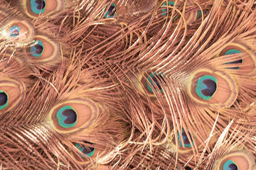 Fototapeta premium Abstract background of peacock feathers bronze color