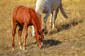 Horse foal in the summer with and without the mother Mare in a pasture..