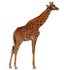 fractal Giraffe isolated on white background