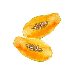 夏 トロピカルフルーツ パパイヤ 水彩 イラスト