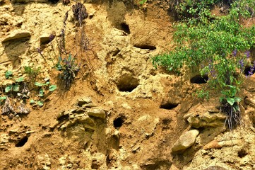 bird nests in holes in the ground