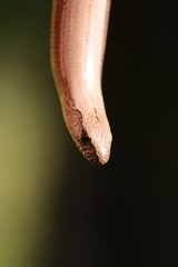 Blindschleiche Eidechse Echse Schlange Tier Portrait Wildlife Makro im Grünen Outdoor  Auge...