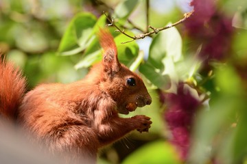Eichhörnchen Eichhorn Squirrell Rot Orange Fell Tier Portrait Futtersuche Nahrung Wildlife Augen...