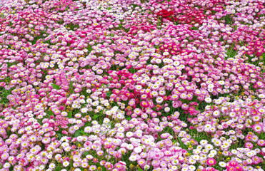 Background from Gerbera flower