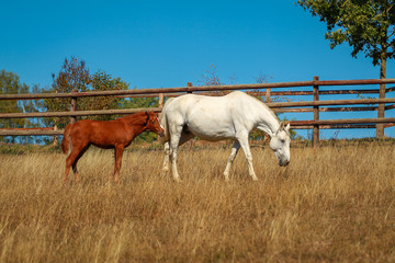 Fototapeta na wymiar Horse foal in the summer with and without the mother Mare in a pasture..