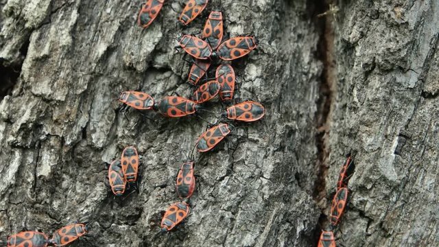 Group of the firebugs sit on the surface of the tree bark