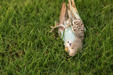 Beautiful birds died peacefully. Focus point, Cinema tone.