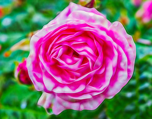 Beautiful flower of rose