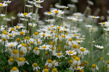 field of daisies in the forest