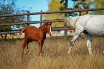 Horse foal in the summer with and without the mother Mare in a pasture..