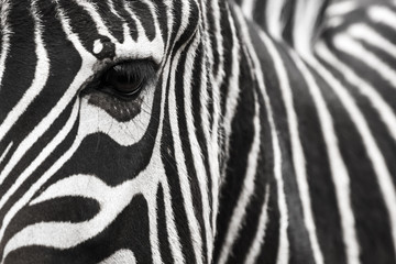 Fototapeta na wymiar A zebra face with eye up close. Makes a nice background.