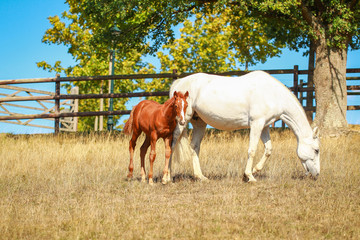 Horse foal in the summer with and without the mother Mare in a pasture..