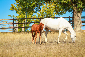Horse foal in the summer with and without the mother Mare in a pasture..