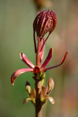 Natur Makro Blume Knospen Zweig Blätter