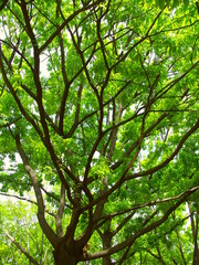 新緑の公園の椚