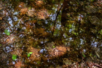 reflections in the lake of the forest