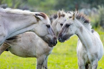 Sorraia Horses, Middle Côa, Côa Valley, Western Iberia, Portugal, Europe, Rewilding Europe
