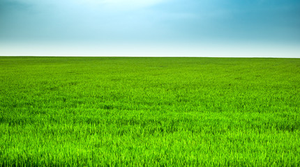 Fototapeta premium Spring green wheat field with clear blue sky