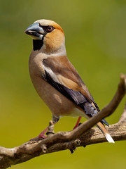 Kernbeisser