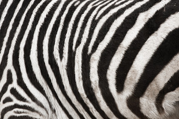 Naklejka na ściany i meble Photo of the Zebra Skin Fur Texture Background