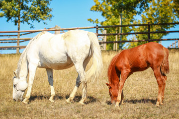 Horse foal in the summer with and without the mother Mare in a pasture..