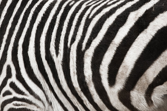 Photo of the Zebra Skin Fur Texture Background