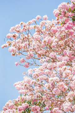 Blooming pink trumpet flowers against blue sky.