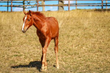 Horse foal in the summer with and without the mother Mare in a pasture..