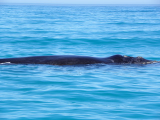 Fototapeta premium Southern Right Whale