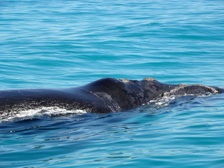 Naklejka premium Southern Right Whale