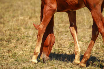 Horse foal in the summer with and without the mother Mare in a pasture..