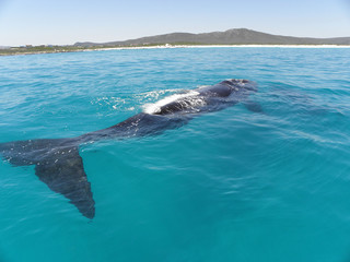Fototapeta premium Southern Right Whale