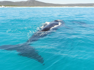 Obraz premium Southern Right Whale