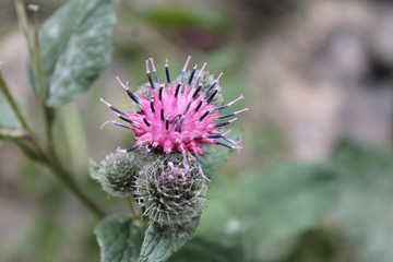 shades of lavender on plants of the Caucasus Mountains