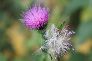 shades of lavender on plants of the Caucasus Mountains