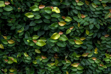 Floristic background. green leaves.