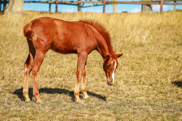 Horse foal in the summer with and without the mother Mare in a pasture..