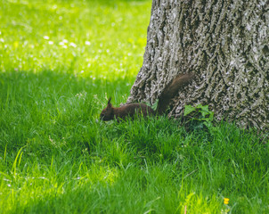 squirrel on grass