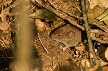 Rötelmaus oder Waldwühlmaus (Myodes glareolus, Syn.: Clethrionomys glareolus) guckt aus Mauseloch, Mischwald im FFH-Gebiet „Ilmenau mit Nebenbächen“, Lüneburger Heide, Niedersachsen, Deutschland, Euro