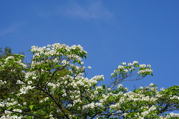 Fototapeta premium tree and blue sky