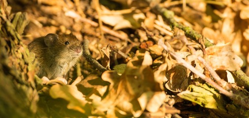Rötelmaus oder Waldwühlmaus (Myodes glareolus, Syn.: Clethrionomys glareolus) neben Baumstamm auf Waldboden, Lüneburger Heide, Niedersachsen, Deutschland