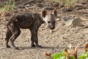cute cub of spotted hyaena,South Africa