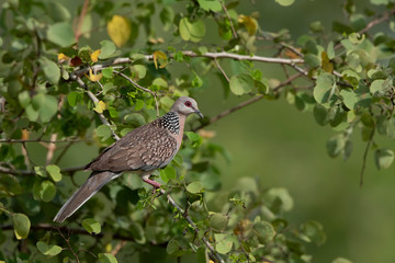  Streptopelia turtur ;  European Turtle Dove